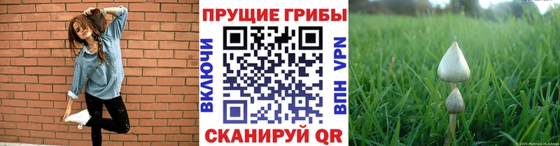 Галлюциногенные грибы Psilocybine cubensis  Альметьевск 